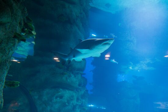 Mosquarium Center of Oceanography and Marine Biology at VDNKh