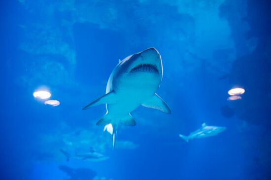 Mosquarium Center of Oceanography and Marine Biology at VDNKh