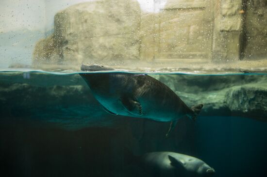 Mosquarium Center of Oceanography and Marine Biology at VDNKh