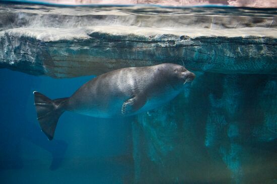 Mosquarium Center of Oceanography and Marine Biology at VDNKh