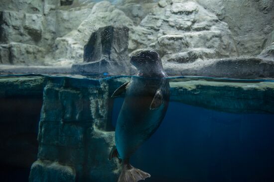 Mosquarium Center of Oceanography and Marine Biology at VDNKh