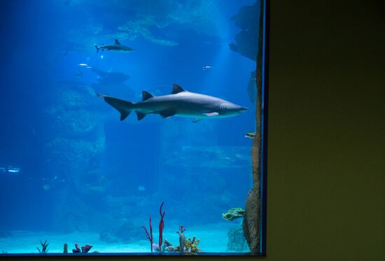 Mosquarium Center of Oceanography and Marine Biology at VDNKh