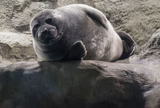 Moskvarium Center of Oceanography and Marine Biology opens at Moscow's VDNKh