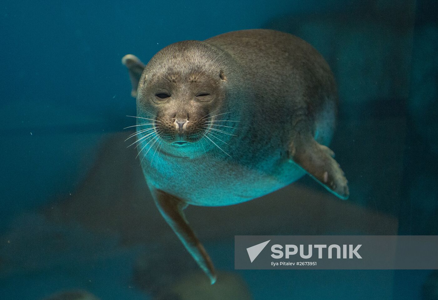 Moskvarium Center of Oceanography and Marine Biology opens at Moscow's VDNKh