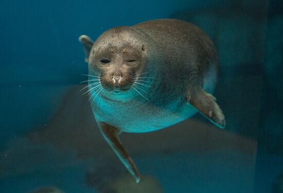 Moskvarium Center of Oceanography and Marine Biology opens at Moscow's VDNKh