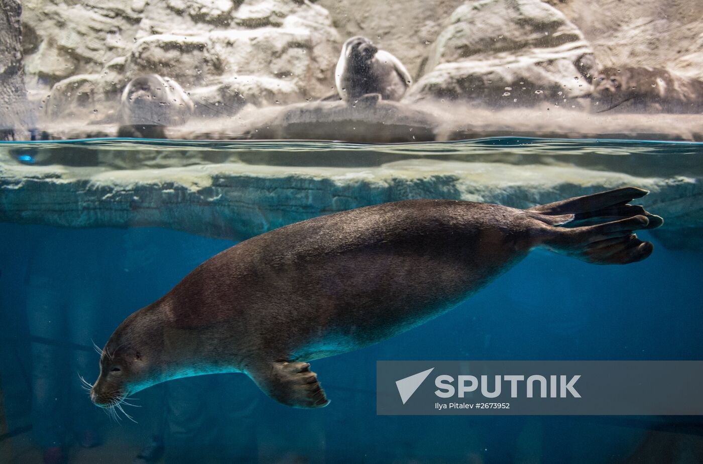 Moskvarium Center of Oceanography and Marine Biology opens at Moscow's VDNKh