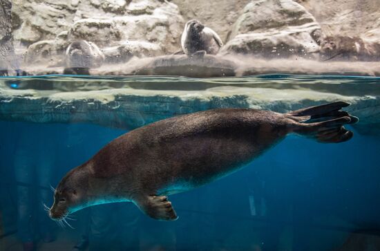 Moskvarium Center of Oceanography and Marine Biology opens at Moscow's VDNKh