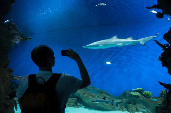 Moskvarium Center of Oceanography and Marine Biology opens at Moscow's VDNKh