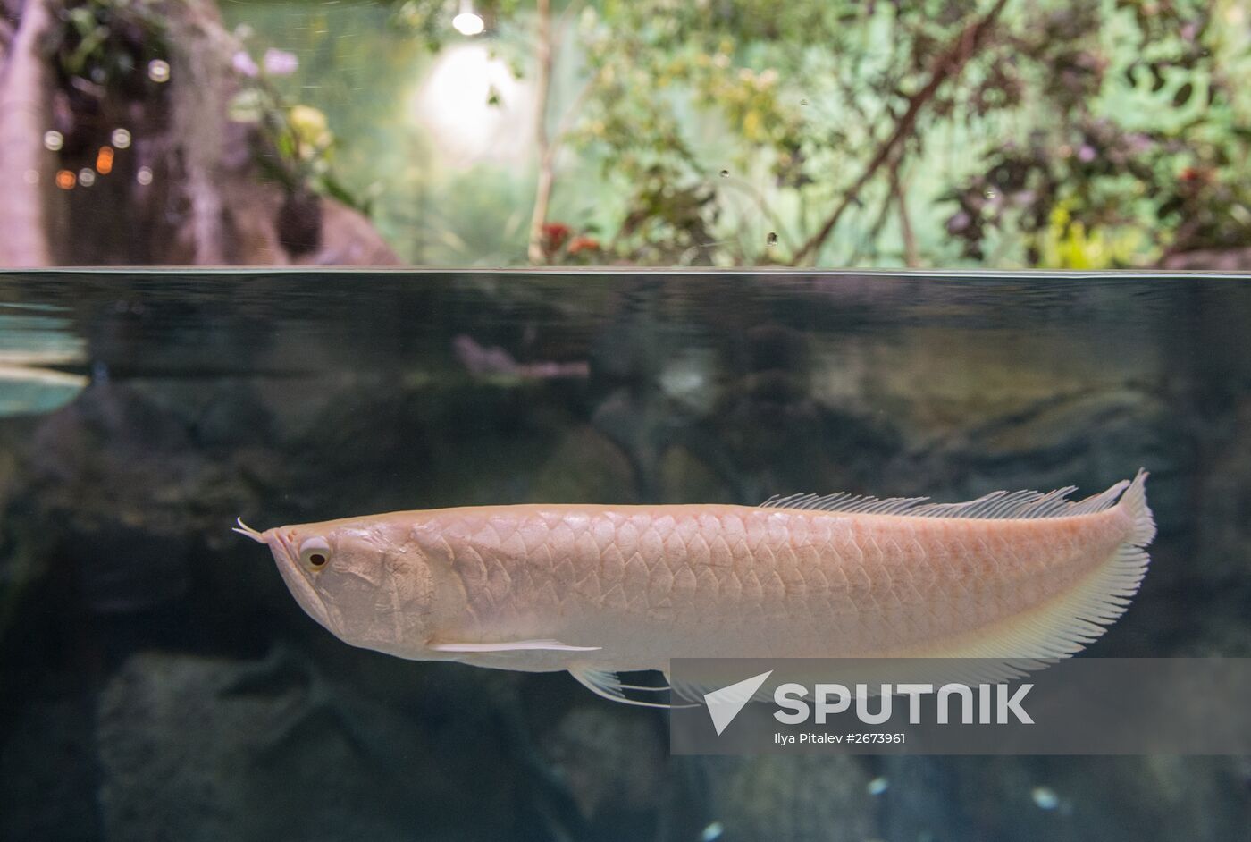 Moskvarium Center of Oceanography and Marine Biology opens at Moscow's VDNKh