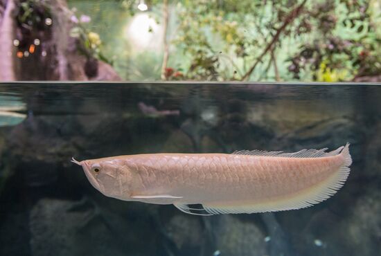 Moskvarium Center of Oceanography and Marine Biology opens at Moscow's VDNKh