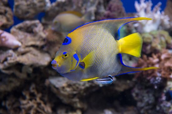 Moskvarium Center of Oceanography and Marine Biology opens at Moscow's VDNKh