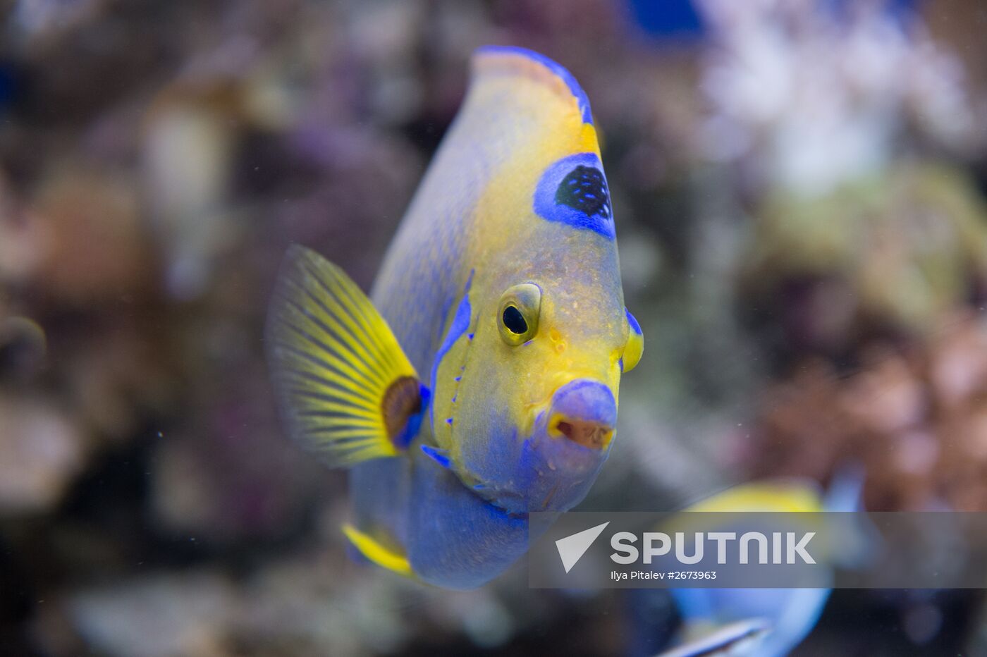 Moskvarium Center of Oceanography and Marine Biology opens at Moscow's VDNKh