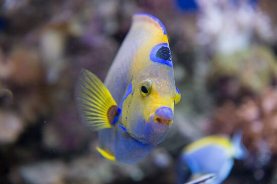 Moskvarium Center of Oceanography and Marine Biology opens at Moscow's VDNKh
