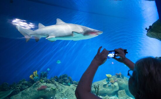 Moskvarium Center of Oceanography and Marine Biology opens at Moscow's VDNKh