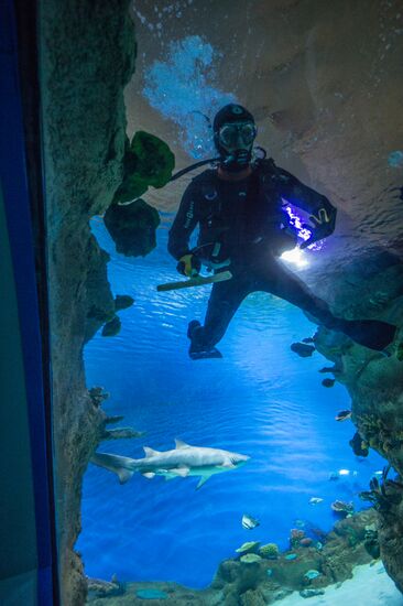 Moskvarium Center of Oceanography and Marine Biology opens at Moscow's VDNKh