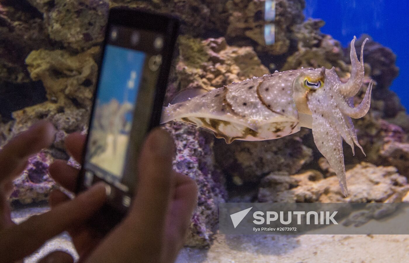 Moskvarium Center of Oceanography and Marine Biology opens at Moscow's VDNKh