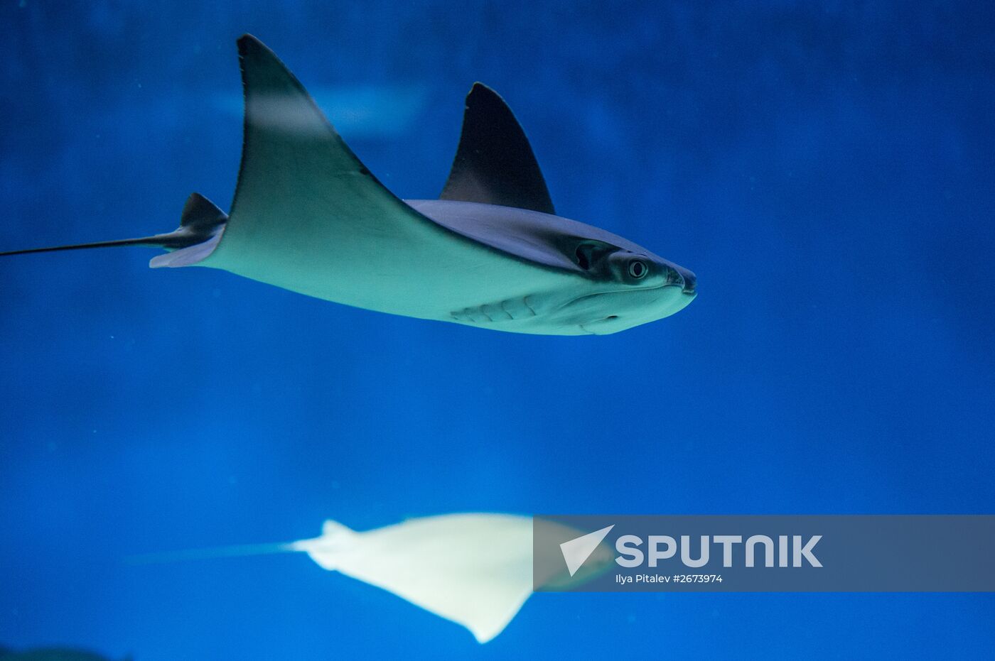 Moskvarium Center of Oceanography and Marine Biology opens at Moscow's VDNKh