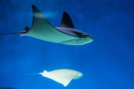 Moskvarium Center of Oceanography and Marine Biology opens at Moscow's VDNKh