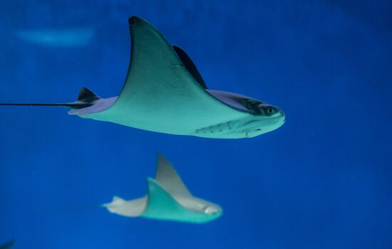 Moskvarium Center of Oceanography and Marine Biology opens at Moscow's VDNKh