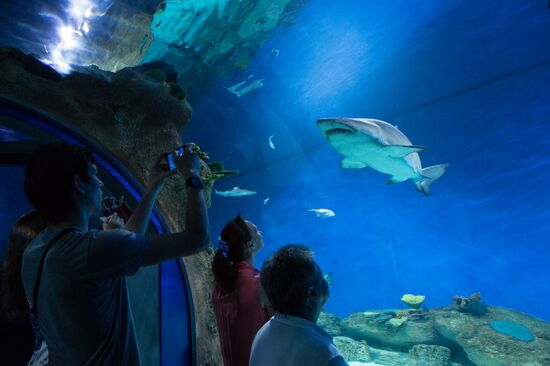 Moskvarium Center of Oceanography and Marine Biology opens at Moscow's VDNKh