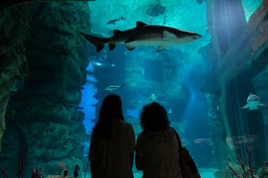 Moskvarium Center of Oceanography and Marine Biology opens at Moscow's VDNKh