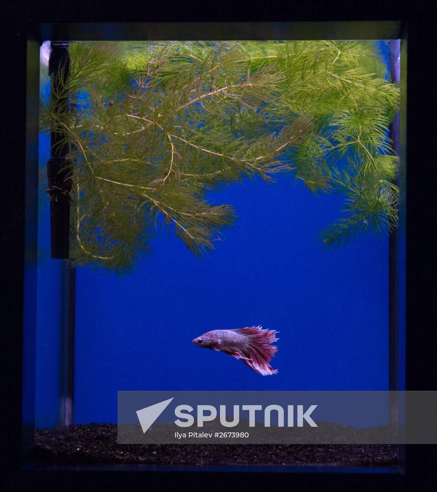 Moskvarium Center of Oceanography and Marine Biology opens at Moscow's VDNKh