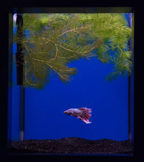 Moskvarium Center of Oceanography and Marine Biology opens at Moscow's VDNKh