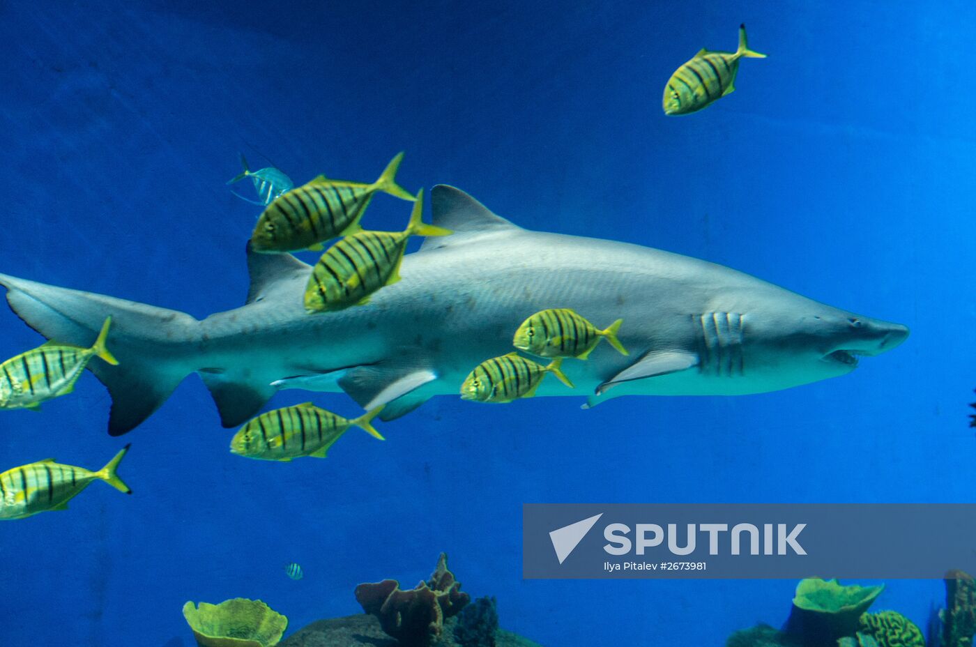 Moskvarium Center of Oceanography and Marine Biology opens at Moscow's VDNKh