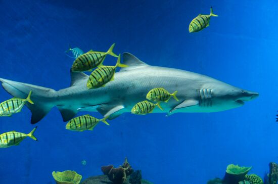 Moskvarium Center of Oceanography and Marine Biology opens at Moscow's VDNKh