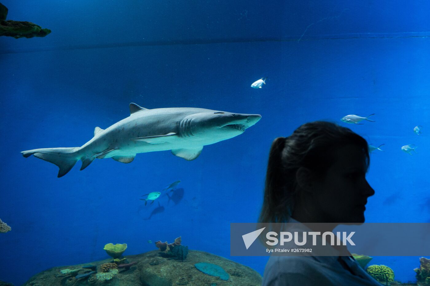 Moskvarium Center of Oceanography and Marine Biology opens at Moscow's VDNKh