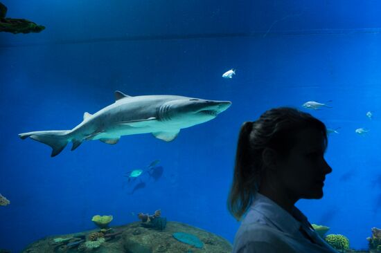 Moskvarium Center of Oceanography and Marine Biology opens at Moscow's VDNKh