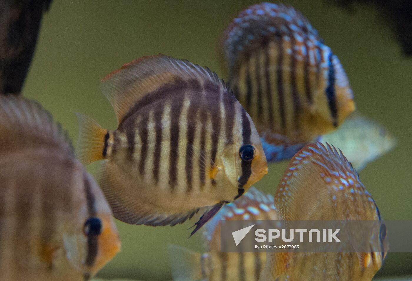 Moskvarium Center of Oceanography and Marine Biology opens at Moscow's VDNKh