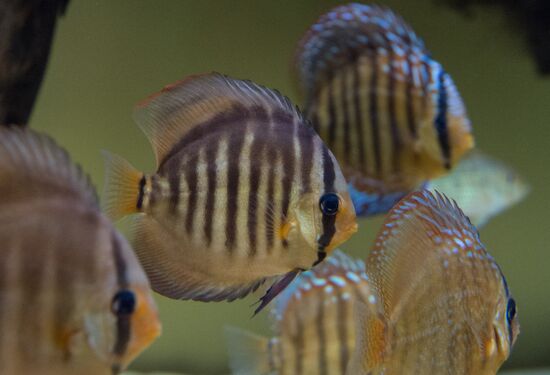 Moskvarium Center of Oceanography and Marine Biology opens at Moscow's VDNKh