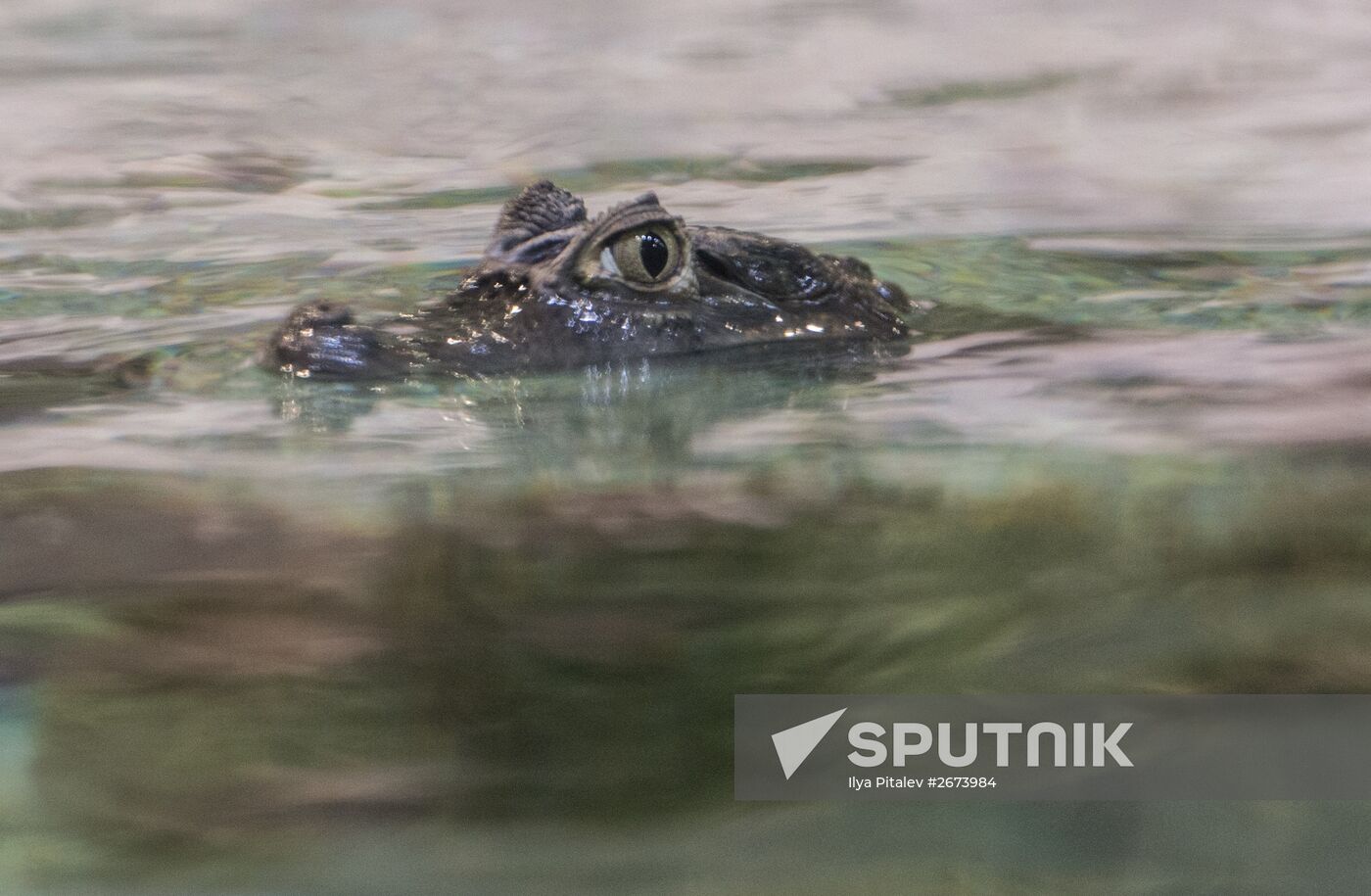 Moskvarium Center of Oceanography and Marine Biology opens at Moscow's VDNKh