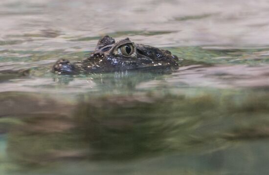 Moskvarium Center of Oceanography and Marine Biology opens at Moscow's VDNKh