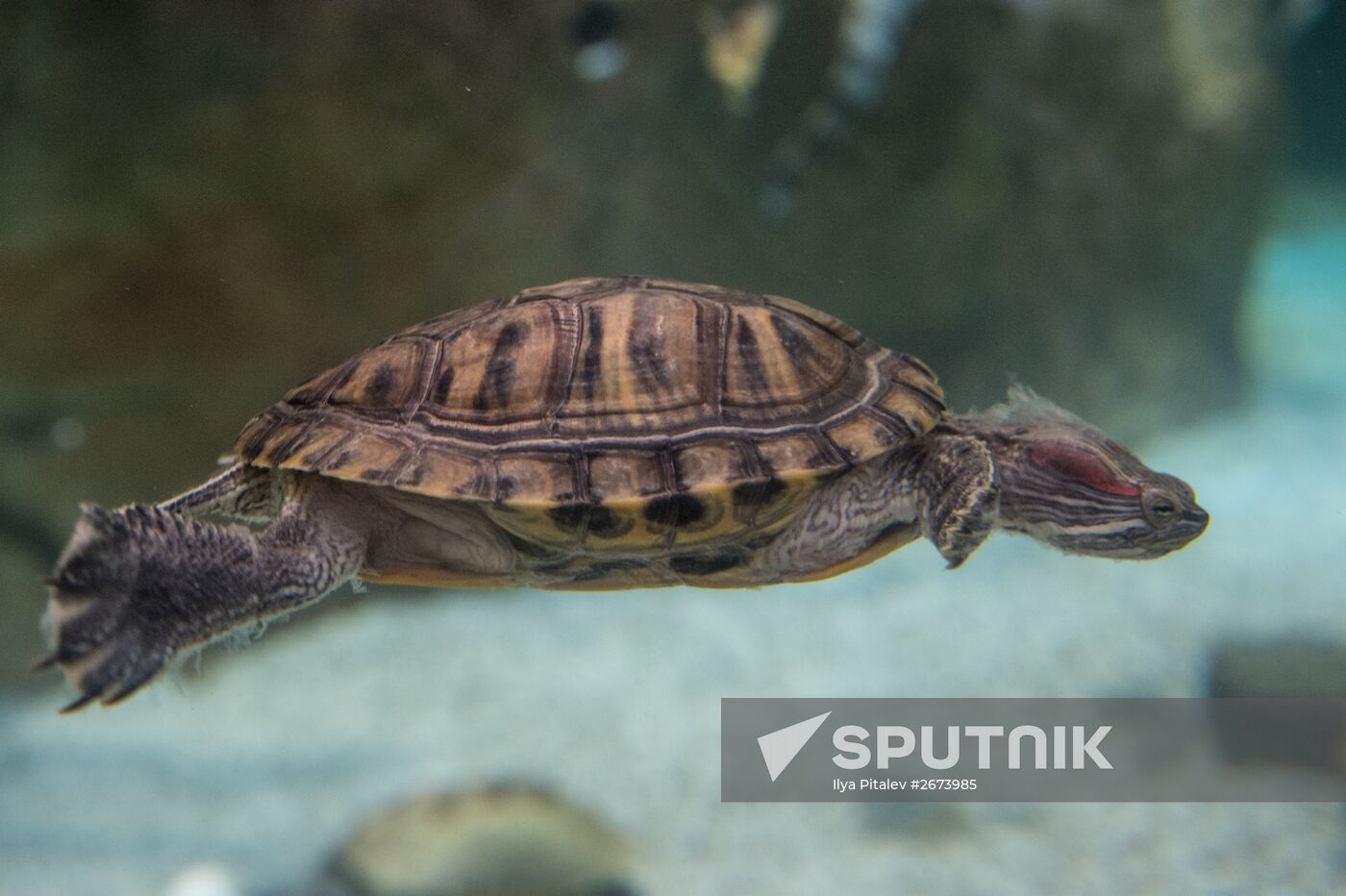 Moskvarium Center of Oceanography and Marine Biology opens at Moscow's VDNKh