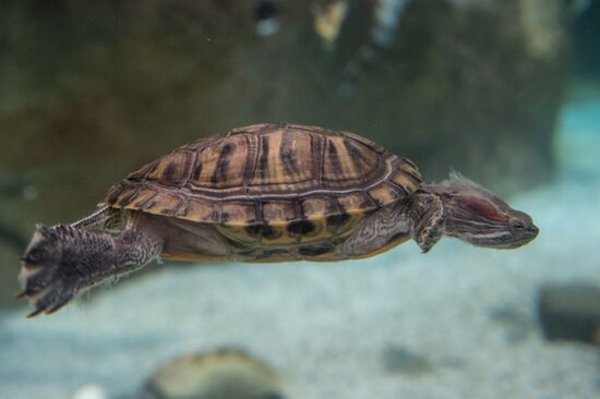 Moskvarium Center of Oceanography and Marine Biology opens at Moscow's VDNKh