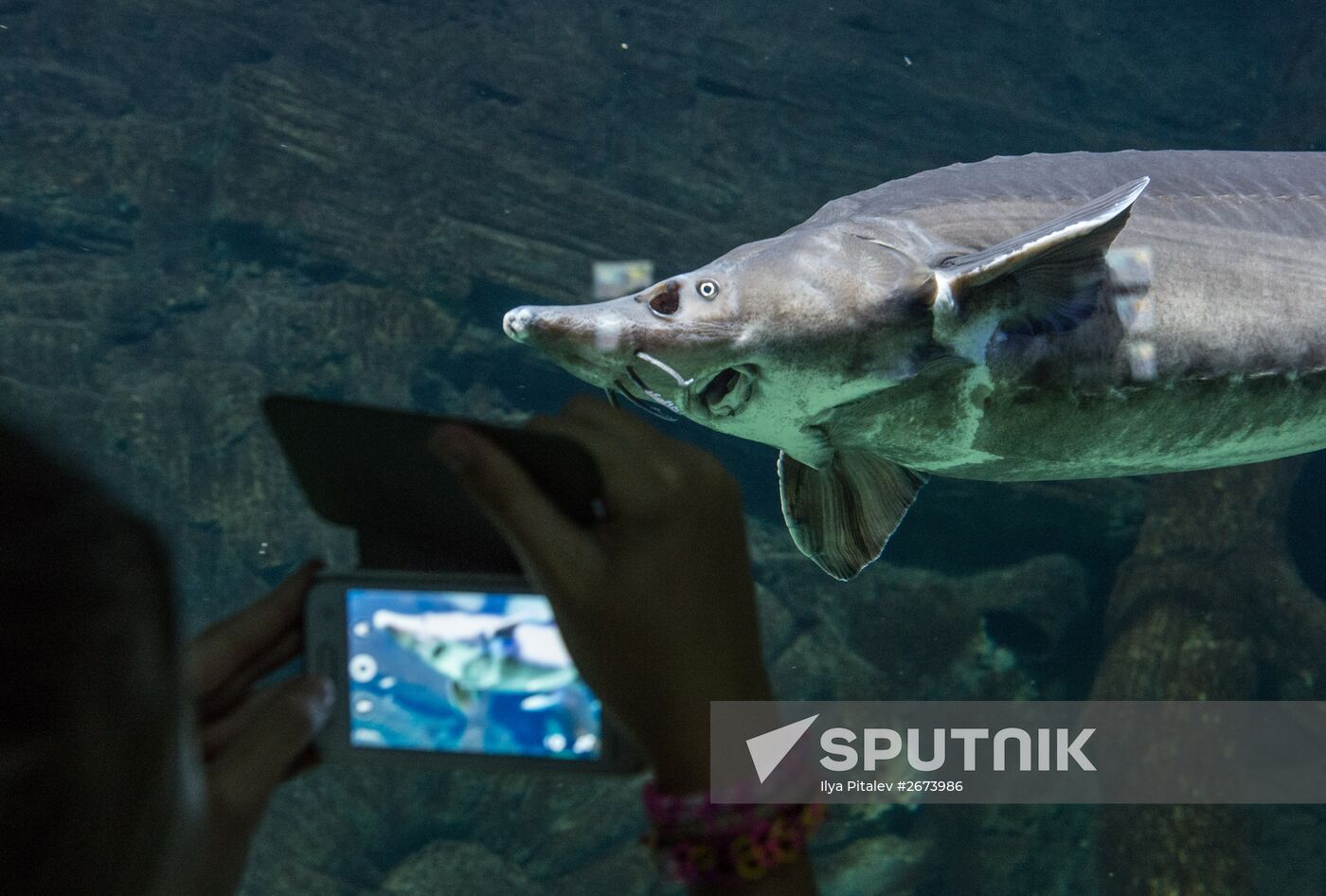 Moskvarium Center of Oceanography and Marine Biology opens at Moscow's VDNKh