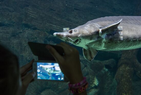Moskvarium Center of Oceanography and Marine Biology opens at Moscow's VDNKh