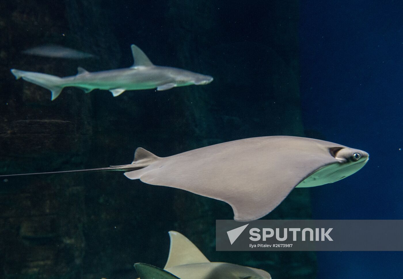 Moskvarium Center of Oceanography and Marine Biology opens at Moscow's VDNKh