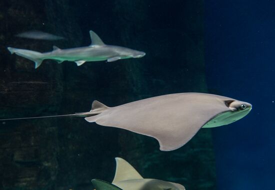 Moskvarium Center of Oceanography and Marine Biology opens at Moscow's VDNKh