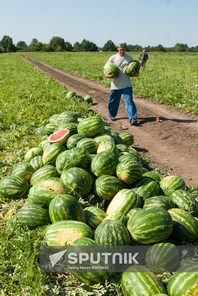Watermelon harvest in Belgorod Region