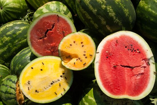 Watermelon harvest in Belgorod Region