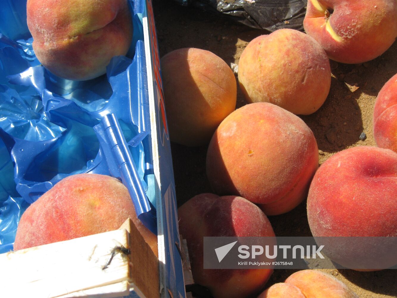 Elimination of sanctions products in Russia