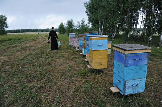 A bee yard in the Chelyabinsk Region