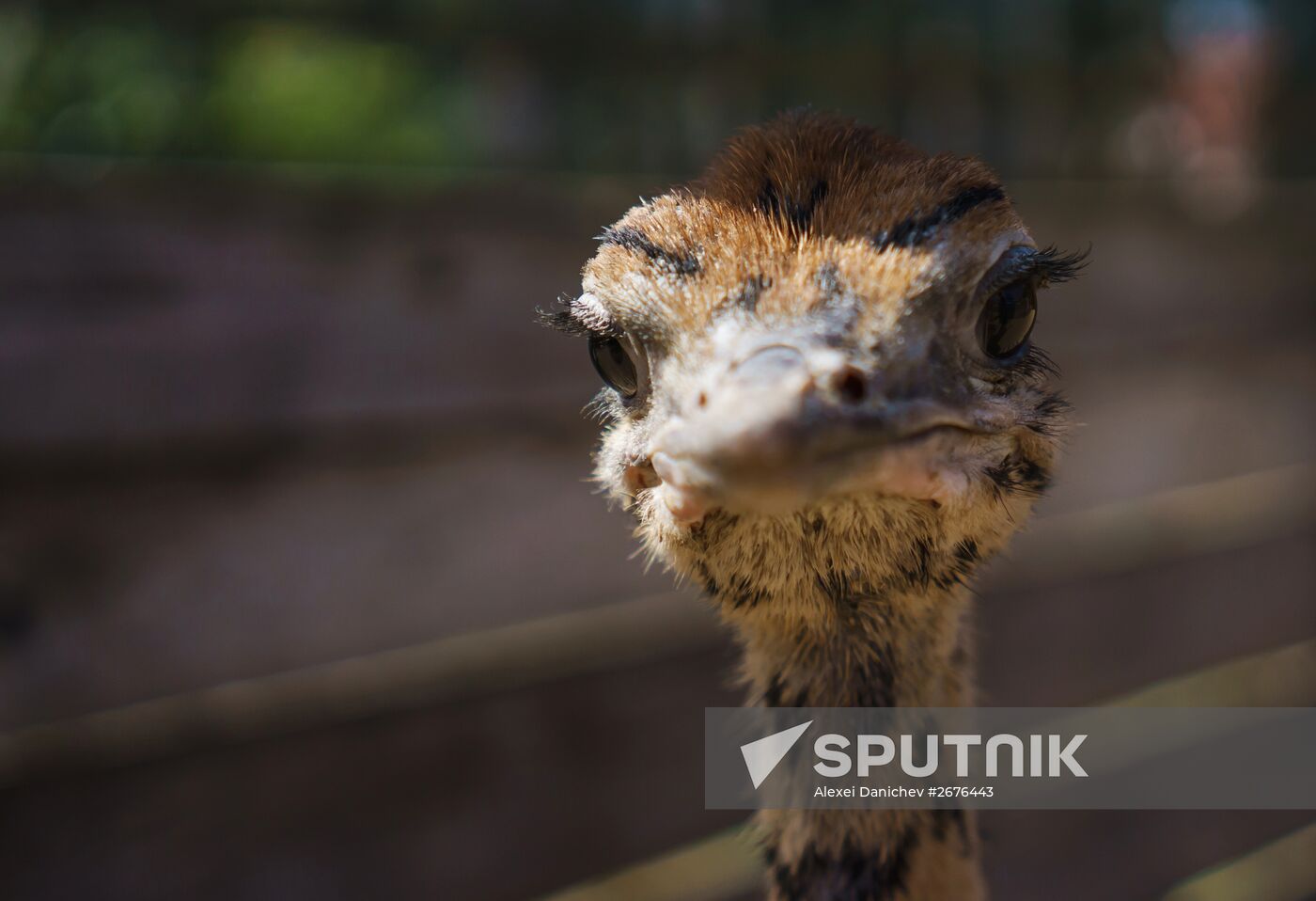Ostrich Farm in Leningrad Region