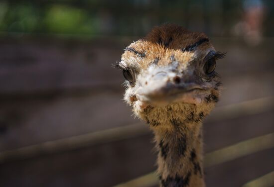 Ostrich Farm in Leningrad Region