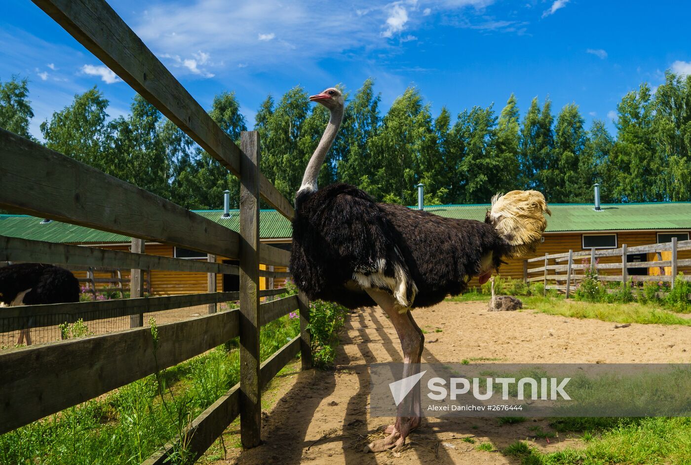 Ostrich Farm in Leningrad Region