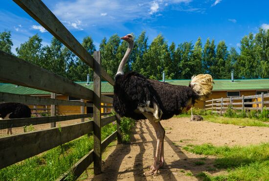 Ostrich Farm in Leningrad Region