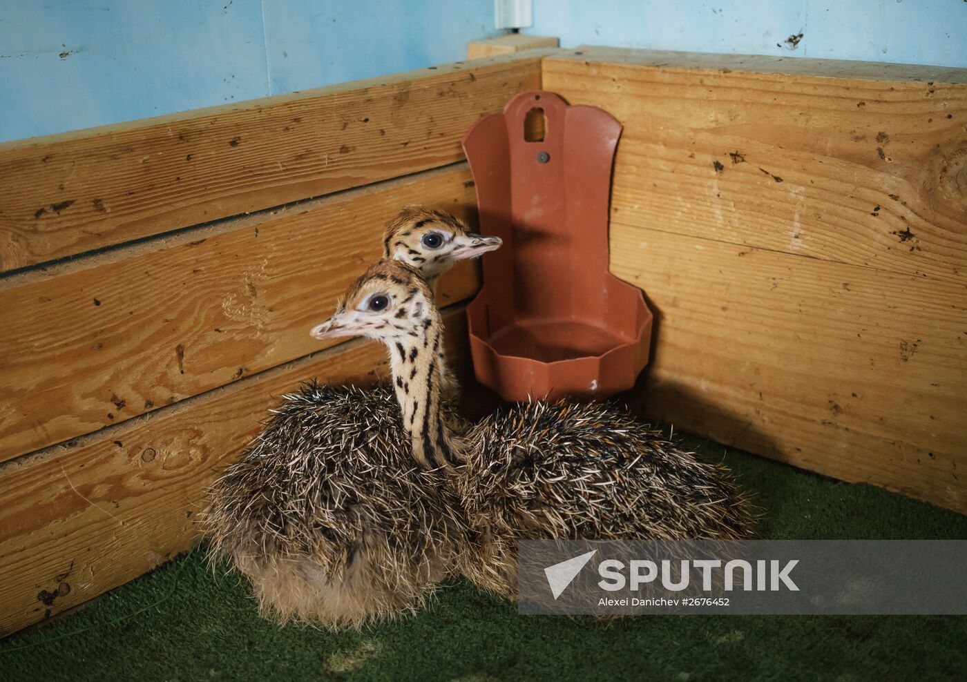Ostrich Farm in Leningrad Region